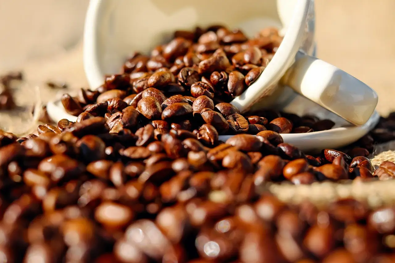O que é o café Arábica?